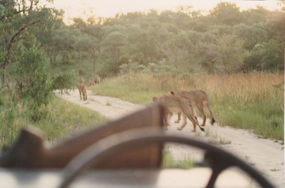 Following the pride in Hwange National Park (Photo: Alexander Fiske-Harrison)