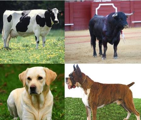 Dogs and Cows