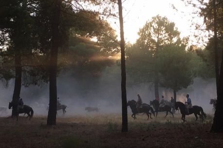'Ghost Bull' by Chloe Drakari-Phillips. A herd of Spanish fighting bulls is herded through the dawn forests to Cuéllar by hundeds of horsemen at the beginning of the most ancient 'encierro' - bull-run - in Spain